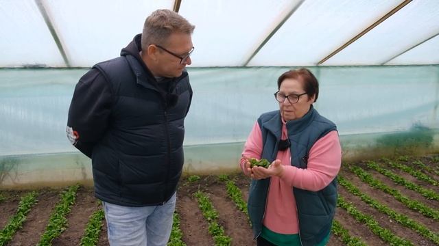 Бизнес на зелени: что выгодно выращивать в теплице