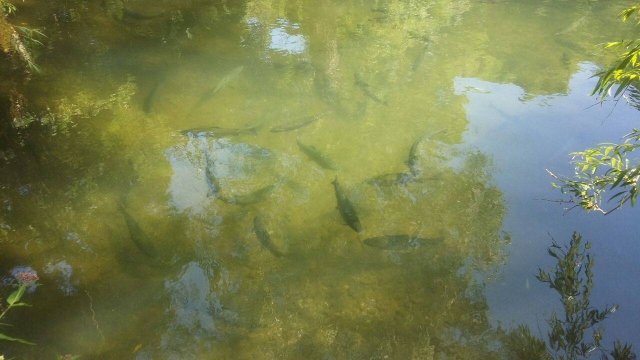 Форель в горных реках Крыма.