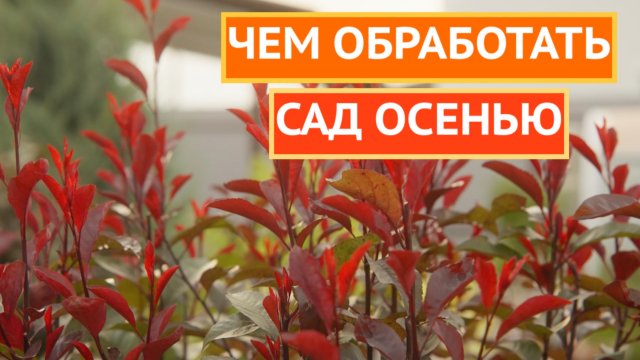 ЧЕМ ОБРАБОТАТЬ САД ОСЕНЬЮ!