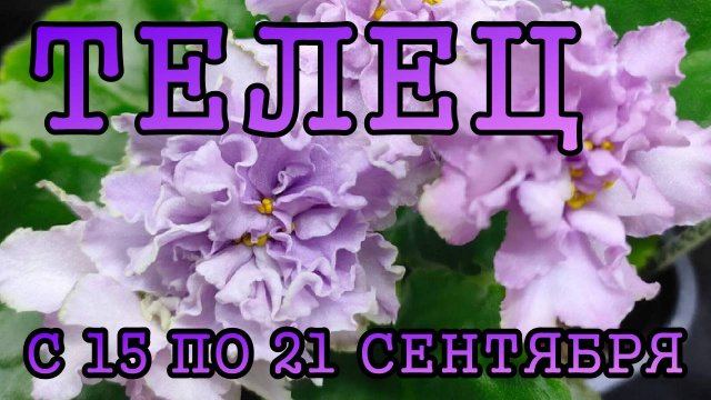 ТЕЛЕЦ таро прогноз на неделю с 15 по 21 СЕНТЯБРЯ 2025 года.