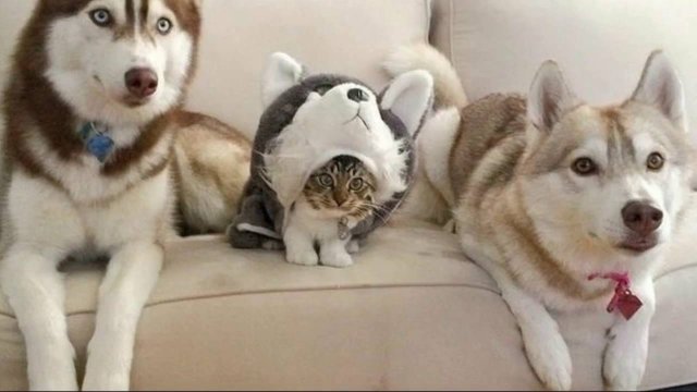 ПРИКОЛЫ С ЖИВОТНЫМИ ДО СЛЕЗ #189 Смешные КОТЫ И СОБАКИ Приколы