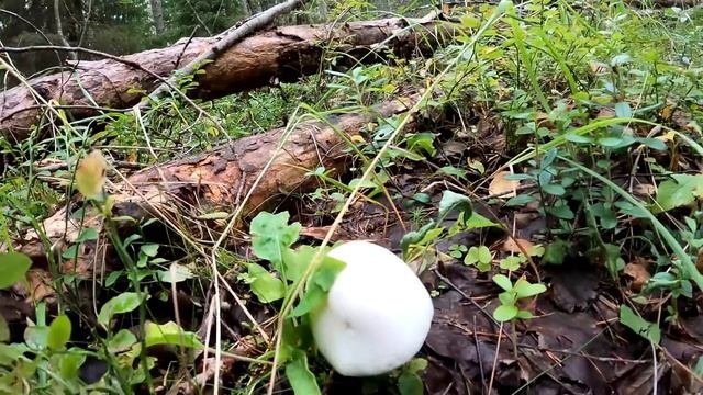 Грибы Полянами! Нетронутый Лес Усеян Грибами! Грибник