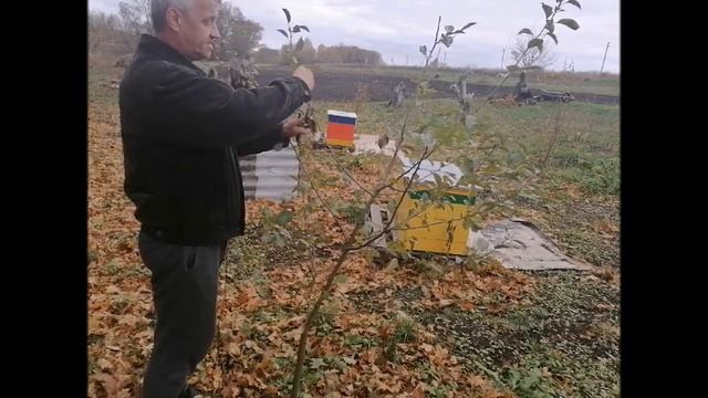 Обрезка молодой яблони осенью