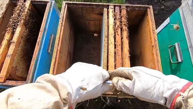 ✅ МЕДА НЕТ и МАЛО ПЧЕЛ как зимовать..? Зимуем 100%! #пчело?
