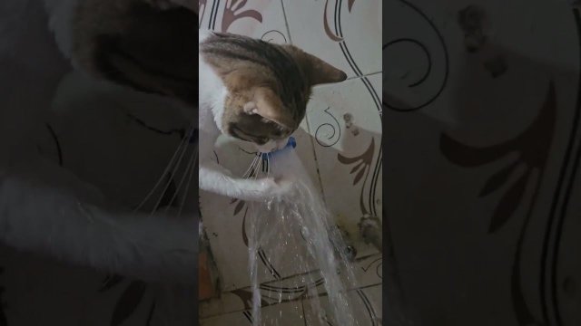Забавные животные