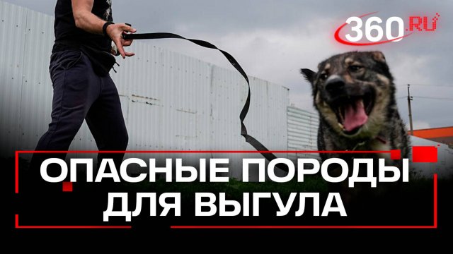 Кого коснется запрет на выгул собак?