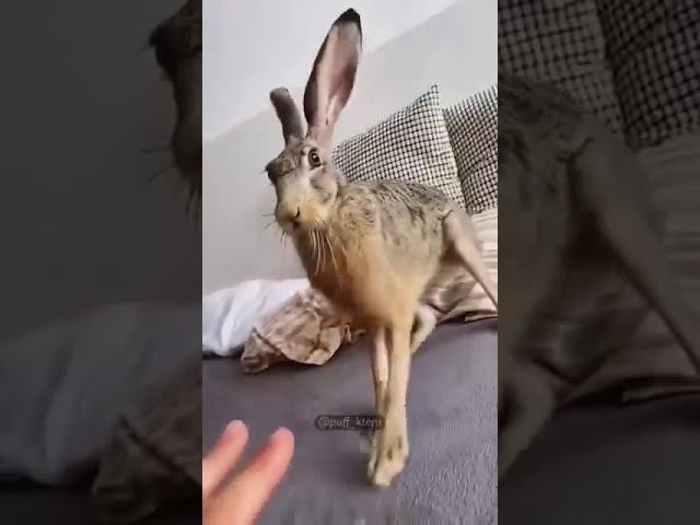 Забавные животные