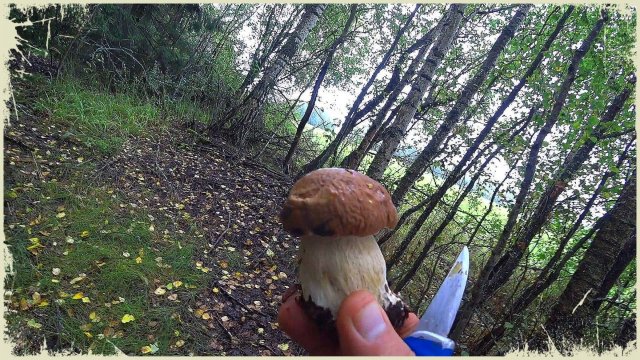 Прощай лето! Собираем урожай и грибы,  убрали бассейн