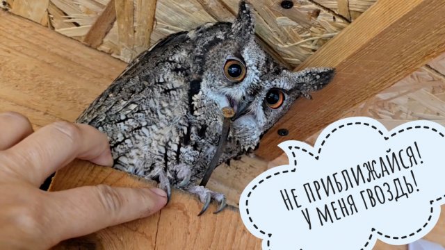 Утро сов после переезда в новые вольеры. Пёс Кубик завтракает мороженкой. Сова Ёль села под куст