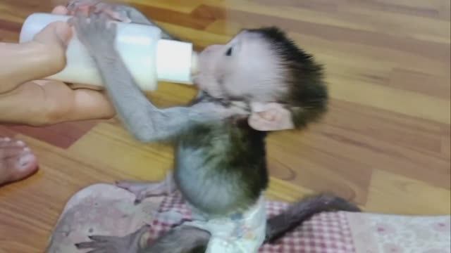 Обезьянка СИМПАТЮЛЕЧКА была одна Новая мама приласкала напоила молоком из соски Купает одевает ДОБРА