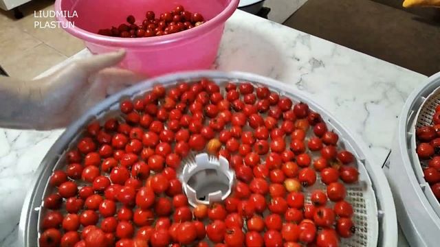 Плоды БОЯРЫШНИКА . Заготовка, хранение. Свойства
