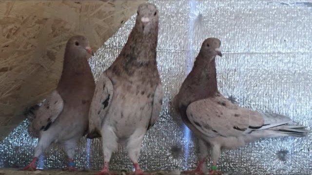 Минералка для голубей только из натуральных элементов, обеспечивающих здоровье голубей!