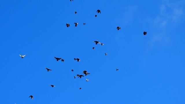 микс 5 Полёт Николаевских голубей