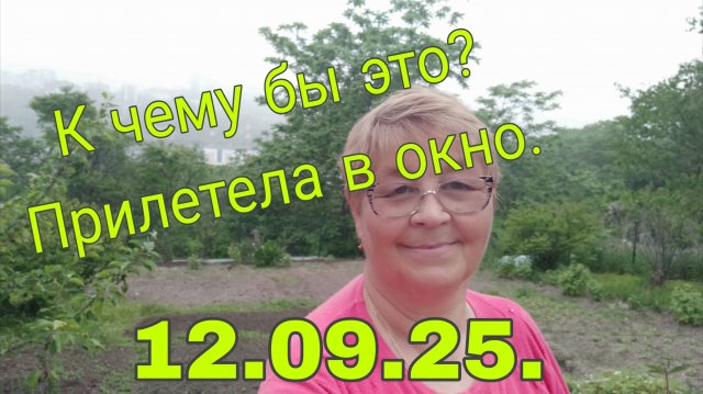 12. 09 .25 . К ЧЕМУ БЫ ЭТО? ПРИЛЕТЕЛА В ОКНО // ЦУКИНИ-ГОТОВЛЮ//