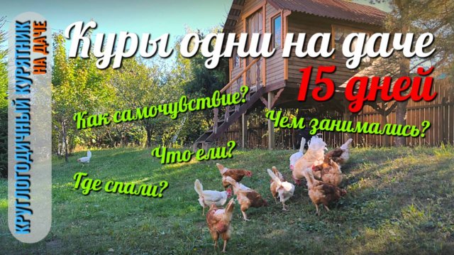 Куры на даче одни в полном одиночестве 15 дней. Будут ли сюрпризы?