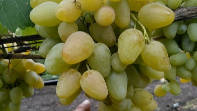 виноград Монарх