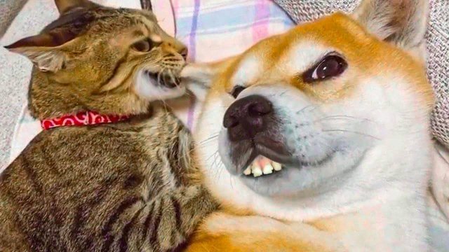 ПРИКОЛЫ С ЖИВОТНЫМИ ДО СЛЕЗ #192 Смешные КОТЫ И СОБАКИ  Приколы