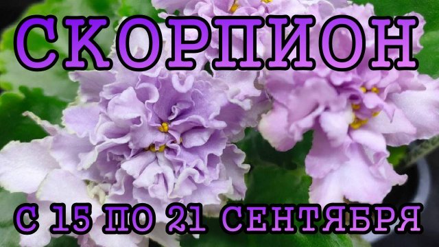 СКОРПИОН таро прогноз на неделю с 15 по 21 СЕНТЯБРЯ 2025 года.