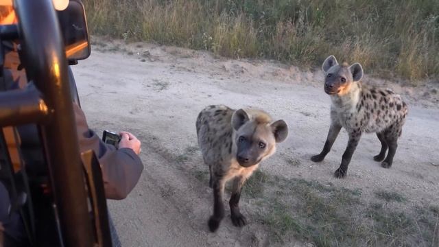 Опасные Животные Ведут Себя Дружелюбно на Камеру