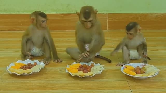 Обезьянки любят ПРЫГАТЬ КУШАТЬ И ГУЛЯТЬ Всех кто смотрит ЗАБАВЛЯТЬ