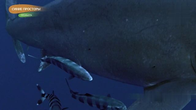 Голубые Багамы 5 серия «Открытая вода» (документальный сериал, 2015)
