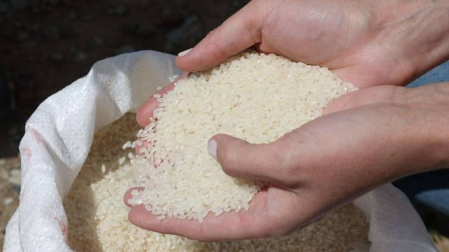 Пол миллиона тонн риса планируют собрать фермеры Казахстана