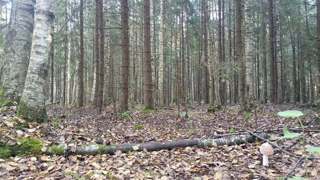 Пение лесных птиц.mp4