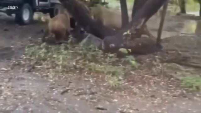 Стая львов растерзала смотрителя зоопарка в Таиланде