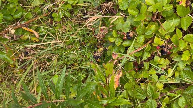 232. Джонатан должен что-то делать! В этой ситуации нет выбора! Посоветуйте, что?