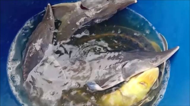 Запуск 100 кг. осетра в Нижний пруд. Клёвое место Лосиный остров.