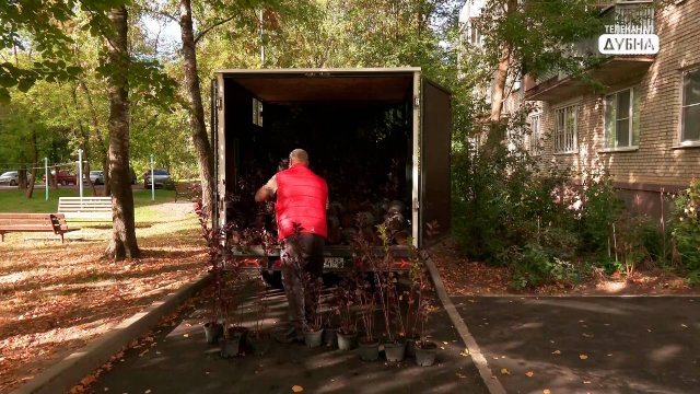 Более 500 деревьев и кустарников высадили за один день во дворах Левобережной Дубны