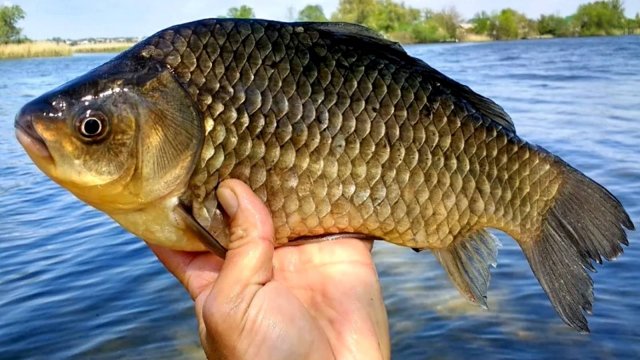 КРУПНЫЙ КАРАСЬ В СЕНТЯБРЕ! ЛОВЛЯ ОГРОМНЫХ КАРАСЕЙ НА ОЗЕРЕ! РЫБАЛКА НА ДОНКИ. РЫБАЛКА 2025