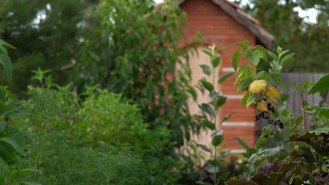 Kənd Həyatı. Хлеб КААК на дровах с тыквенными семечками — настоящий деревенский вкус