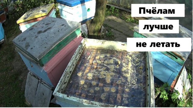 В сентябре пчёлам лучше сидеть в ульях.