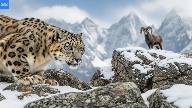 Снежный Барс – таинственный призрак и хозяин Гималаев