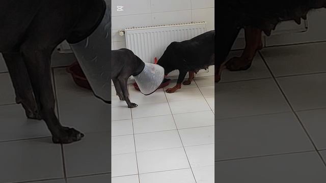Перевезла Ротвеллершу из Идеа в Бети клинику