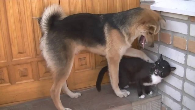 ПРИКОЛЫ С ЖИВОТНЫМИ ДО СЛЕЗ #193 Смешные КОТЫ И СОБАКИ  Приколы