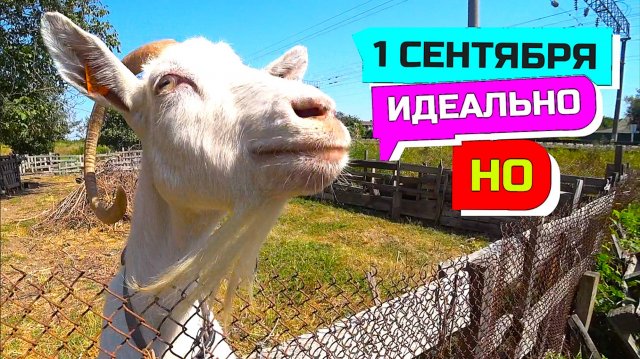 967 серия ВЛОГ 1 СЕНТЯБРЯ ПРОШЕЛ БЫ ИДЕАЛЬНО, ЕСЛИ Б НЕ ОДНО НО /Грабли LIVE