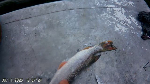 КТО КУДА Я НА РЫБАЛКУ. ЩУКА И ОКУНЬ. Р. Пышма.