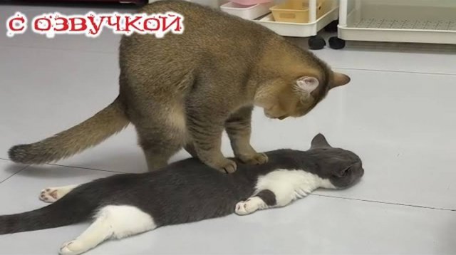 Приколы с котами! С ОЗВУЧКОЙ! Смешные коты и кошки! САМЫЕ СМЕШНЫЕ ЖИВОТНЫЕ!