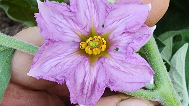 Убираюсь в теплице. Готовлю постные блюда.