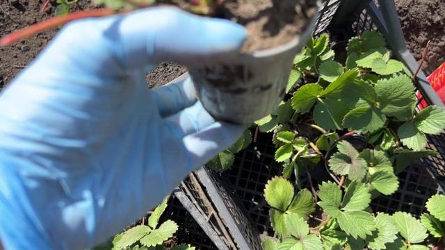Результаты нашей работы в огороде и в банках.Копаем картошку, маринуем помидоры,строим опалубку.