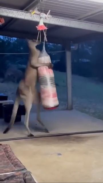 Не хотелось бы попасть под его удары 🥹 #shorts