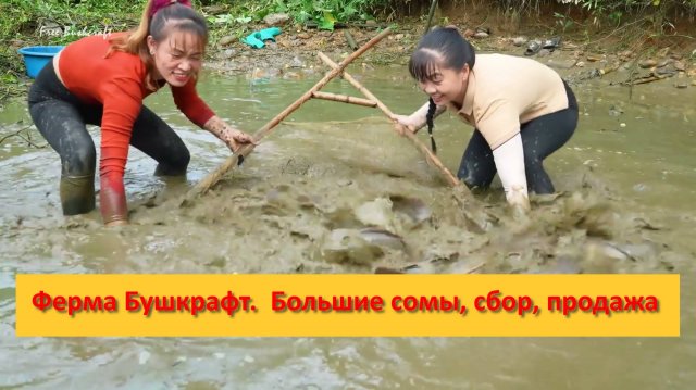 Ферма Бушкрафт в Пханге. Вьетнам. Большие сомы, сбор, продажа
