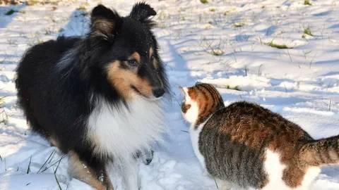 ПРИКОЛЫ С ЖИВОТНЫМИ ДО СЛЕЗ #196 Смешные КОТЫ И СОБАКИ  Приколы
