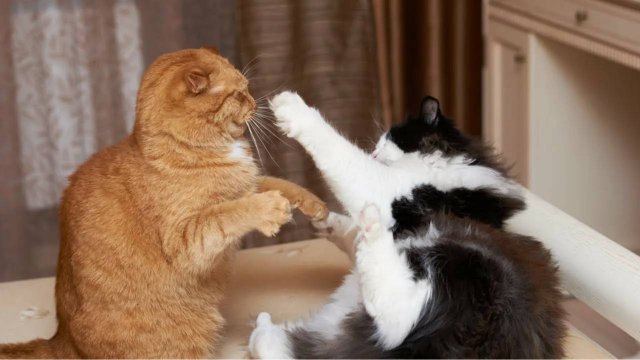 ПРИКОЛЫ С ЖИВОТНЫМИ ДО СЛЕЗ #195 Смешные КОТЫ И СОБАКИ  Приколы
