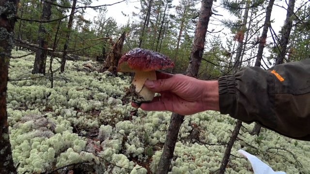 ЗА БЕЛЫМИ ГРИБАМИ.