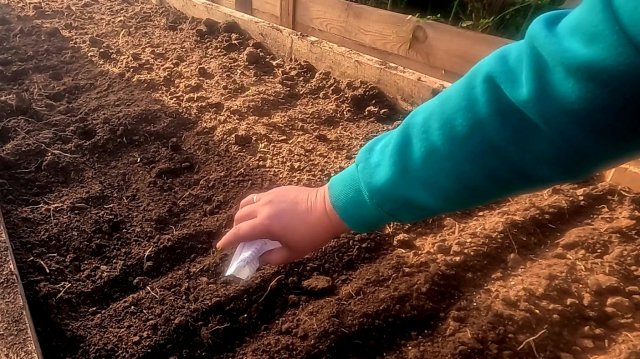 Секреты богатого урожая ГОТОВИМ ГРЯДКИ В ТЕПЛИЦЕ с осени! Что можно посеять в сентябре! Часть 2...