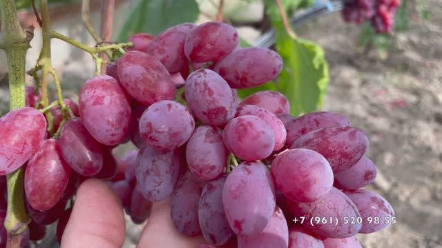 Самый сладкий виноград 05.09.25 год, Новороссийск, часть 2.