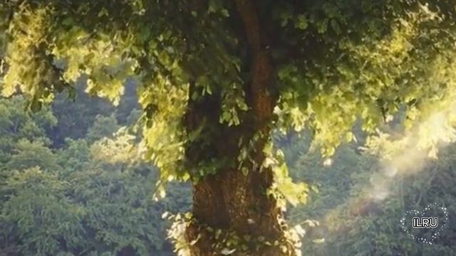 Истории из жизни|Последнее обещание|Аудио рассказы|Аудиокниги слушать